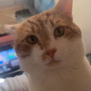 Meet your Posher, Ava